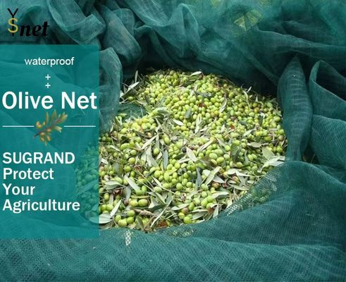 Hexagon Olive Harvest Net 30gsm - 200gsm Mulberry Harvesting Net
