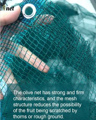 Hexagon Olive Harvest Net 30gsm - 200gsm Mulberry Harvesting Net