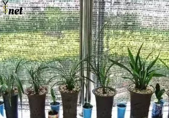 Anti UV Sun Shade Net 50GSM - 350GSM Greenhouse Shading Mesh For Crops