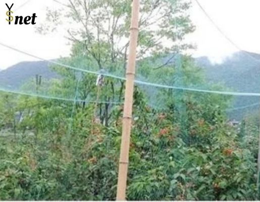 Green Nylon Anti Bird Net UV Resistant Netting For Crops And Gardens