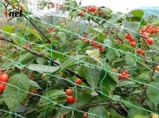 Green Nylon Anti Bird Net UV Resistant Netting For Crops And Gardens