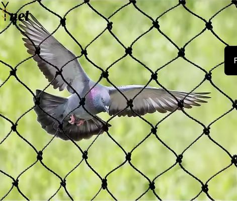 Black Polyethylene Mesh Netting Customized Bird Net For Vegetable Garden