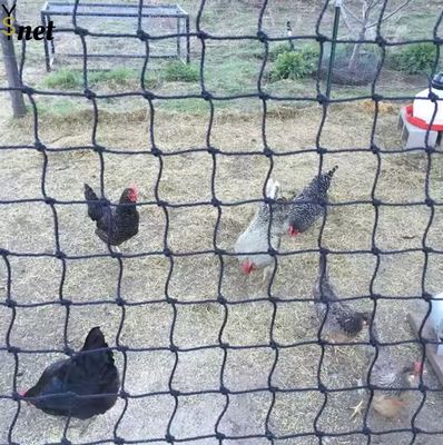 Black Polyethylene Mesh Netting Customized Bird Net For Vegetable Garden