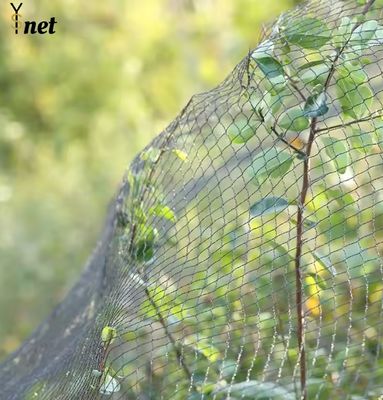 1m - 500m Vineyard Bird Netting Anti UV Bird Netting For Tomato Plants
