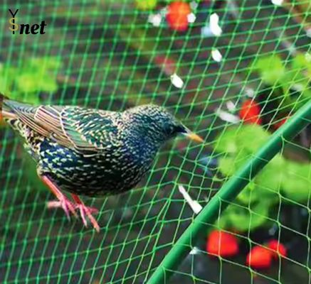 Green Bird Proof Net 3m / 5m Polyethylene Bird Netting High Durability