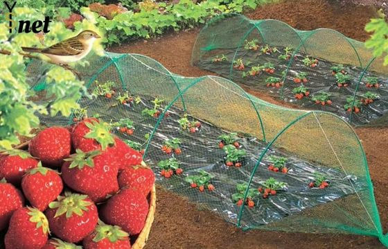 Green Bird Proof Net 3m / 5m Polyethylene Bird Netting High Durability