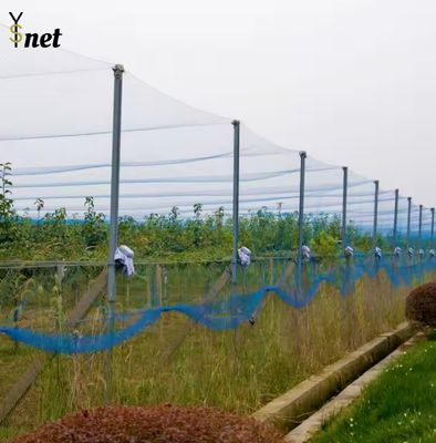 HDPE Heavy Duty Bird Netting Reusable Anti Bird Net For Agriculture