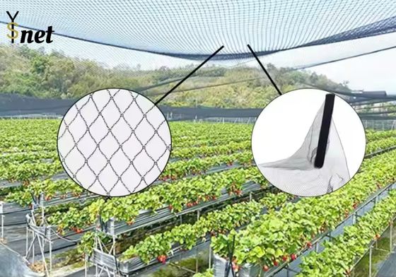 HDPE Heavy Duty Bird Netting Reusable Anti Bird Net For Agriculture