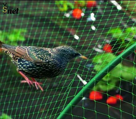 PP Bird Proof Net Agricultural Plastic Garden Netting Green For Vegetable Farms