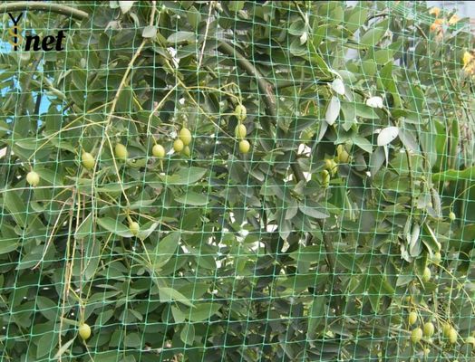 PP Bird Proof Net Agricultural Plastic Garden Netting Green For Vegetable Farms