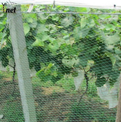 PP Bird Proof Net Agricultural Plastic Garden Netting Green For Vegetable Farms