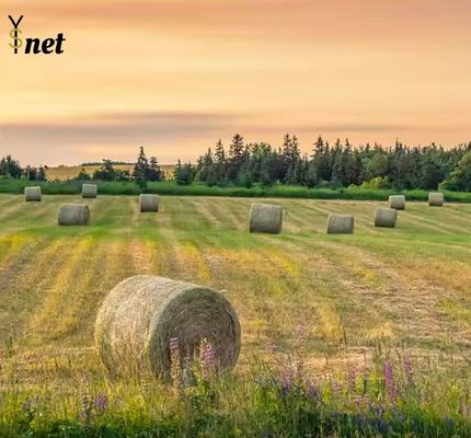 HDPE gói tùy chỉnh chống tia cực tím nhựa lưới gói phân hủy sinh học