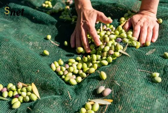 HDPE Fruit Tree Collection Net Green Olive Harvesting Net 5x10m 6x12m