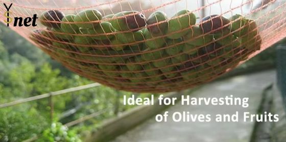 Green Olive Harvest Net 8x12m 8x14m Fruit Collection Net 90g