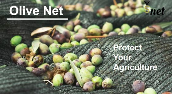 Customized Olive Harvest Net 5x10m 6x12m Fruit Tree Harvest Net Green