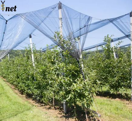 Anti Hail Nets for Apple Tree Agriculture Anti Hail Net Anti-hail Net With Pillars