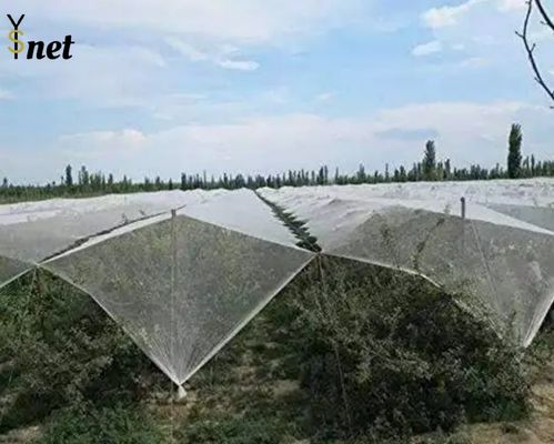 Customized Bird And Hail Netting 200m 300m Bird Netting For Fruit Trees