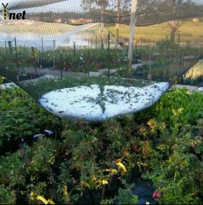 Durable Anti Hail Net 50m 100m Bird Netting For Grape Vines And Apple Tree