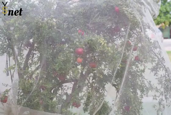 Plastic Anti Hail Net White Hail Screen For Gardens And Fruits