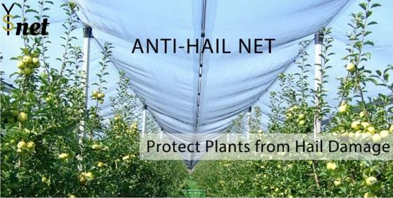 HDPE Anti Hail Net Agricultural Anti Hail Mesh Customized Anti Bee